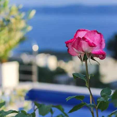 Villa Levanda In Makarska, Private Pool